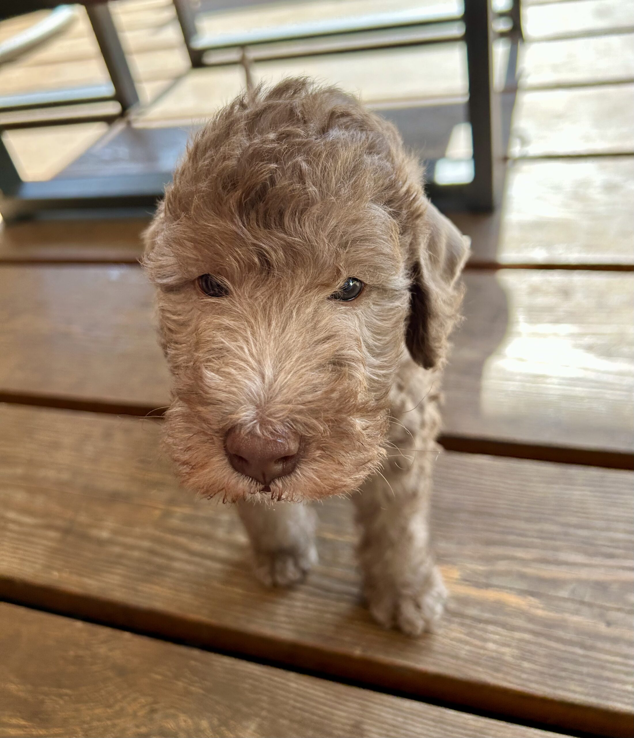 Szczeniak bedlington terrier w kolorze sandy